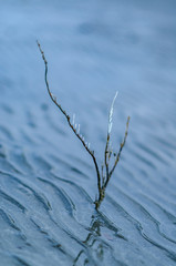coral on sand curve or tropical sandy beach