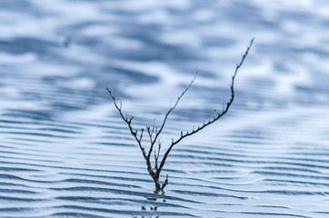 coral on sand curve or tropical sandy beach