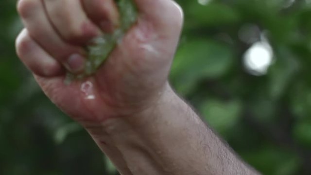 Mano exprimiendo lim&oacute;n en campo verde limonero