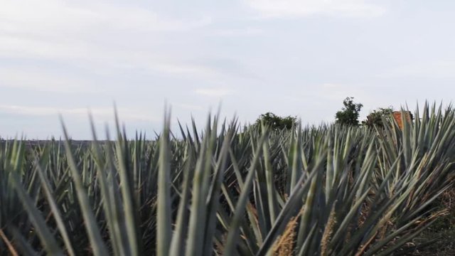 Agave Tequila Mexico Green Field Day