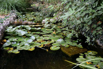 Beautiful places of the Nikitsky Botanical Garden