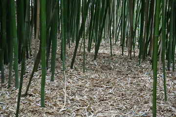 Beautiful places of the Nikitsky Botanical Garden