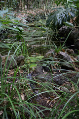 Beautiful places of the Nikitsky Botanical Garden