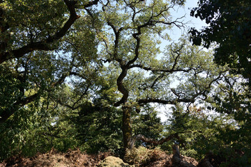 Beautiful places of the Livadia Park