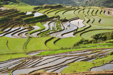 ベトナムのサパ　モン族の村　美しい棚田と農作業をするモン族の家族