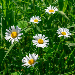 Obraz premium Daisys 