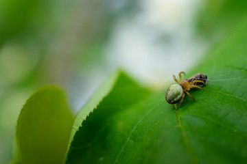 spider caught and eats a fly on a rich green leaf in the summer