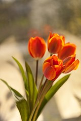 bunch of tulips in a garden