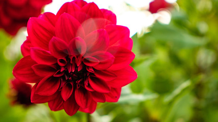 Red dahlia