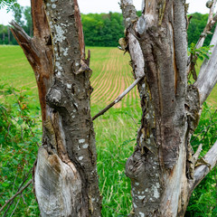Naklejka premium trunk of a tree