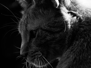 Gato melancólico y pensativo