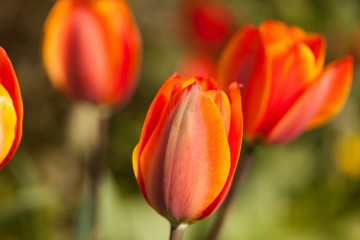 bunch of tulips in a garden