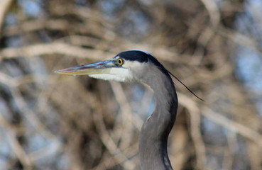 great blue heron head