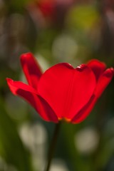 tulip in a garden