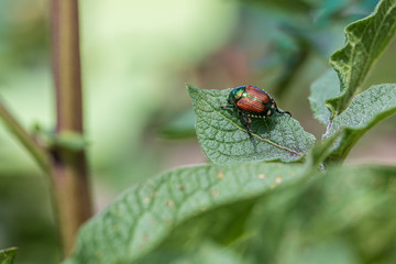 Japanese beetle on potato leaf