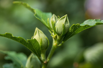 Buds on rose of Sharon