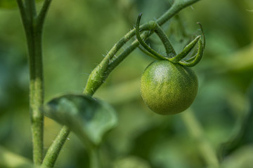 Small green tomato on plant