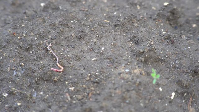 Ants eat worm 4K Black garden ants / common black ant (Lasius niger) eating earthworm