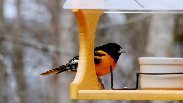 Beautiful male Baltimore Oriole, Icterus galbula, eating grape jelly on a bird feeder.