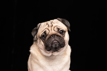 Cute dog pug breed looking camera