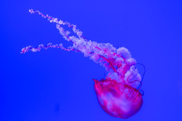 Beautiful jellyfish in the aquarium © Epsydon Stock
