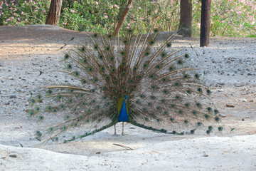 Peacock in the peacock forest Plaka Kos on the island of Kos in Greece