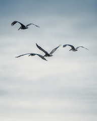 Birds
