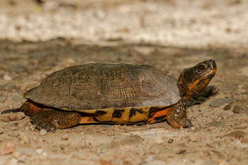Male wood turtle crossing a forest road - Glyptemys insculpta