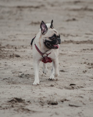 Dog in the beach