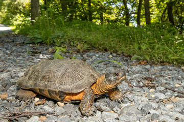 Male wood turtle crossing a forest road - Glyptemys insculpta