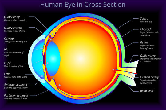Human Eye in Cross Section