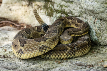 Yellow-phase timber rattlesnake - Crotalus horridus