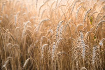 Ripe wheat in a field