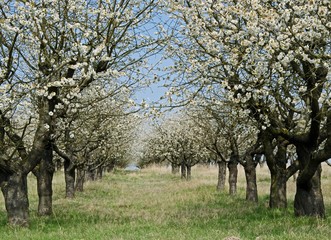 Blossom Tree