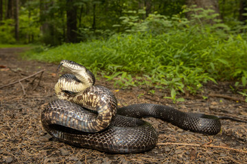 Eastern rat snake about to strike - Pantherophis allegheniensis