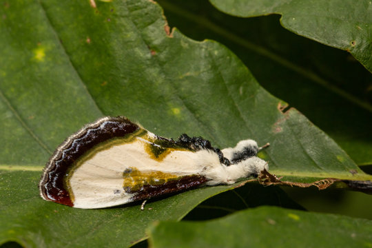 Beautiful wood-nymph moth - Eudryas grata