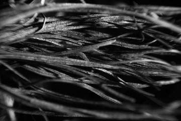 Naturaleza blanco y negro