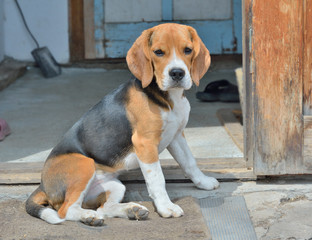 Dog beagle 11