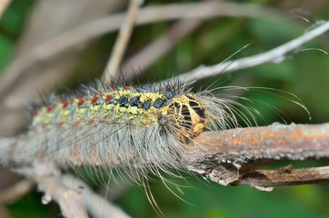 Very haired caterpillar 2