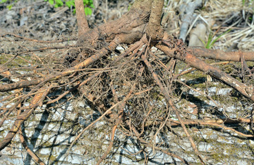 Roots of bush (Eleutherococcus senticosus) 1