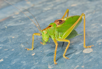 Male of grasshopper 1