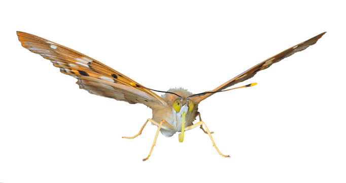 Butterfly (Apatura ilia ussuriensis) 8