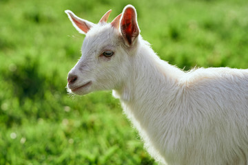 Obraz premium goat on a meadow