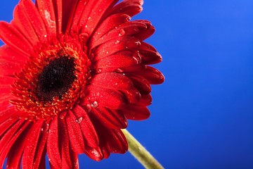 Red Gerbera Daisy with Water Drops
