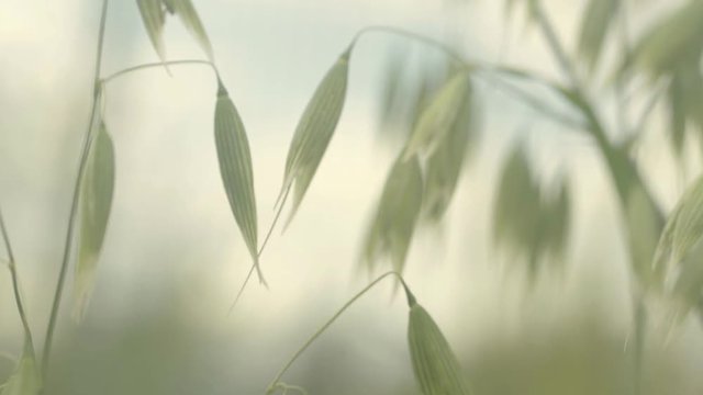 Close up of oats growing in field
