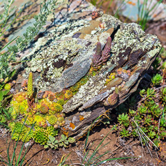 The plant Houseleek (lat. Sempervivum). Gorny Altai, Russia
