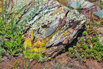 The plant Houseleek (lat. Sempervivum). Gorny Altai, Russia