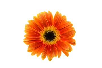 Orange Gerbera Daisy
