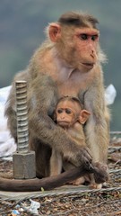 A monkey mother protecting her child