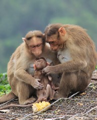 Naklejka premium A monkey family